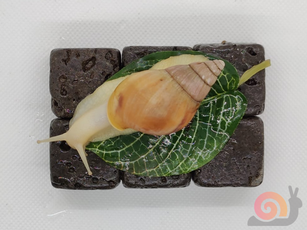 Lissachatina Fulica Vollalbino (em. Achatina Fulica)